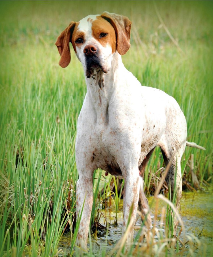 Perro concurso